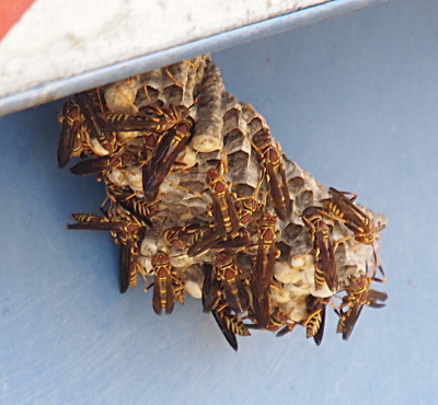 [A nest which was started behind a sign on a blue wall hangs down several inches. There are more than a dozen yellow-and-brown wasps with their brown wings crawling on it. There appear to be at least a dozen cells which have white coverings on the end indicating more young wasps have yet to arrive.]